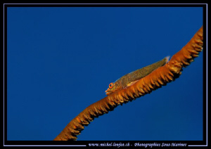 Little brown Goby on a Wip Coral... Encounter in the Red ... by Michel Lonfat 